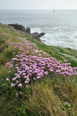 bir kumul üzerinde büyüyen Armiria maritima pembe deniz