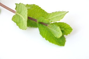 Bir arka plan üzerine nane yaprakları