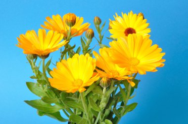 Mavi zemin üzerine Calendula officinalis