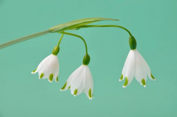 Leucojum vernum flores —  Fotos de Stock
