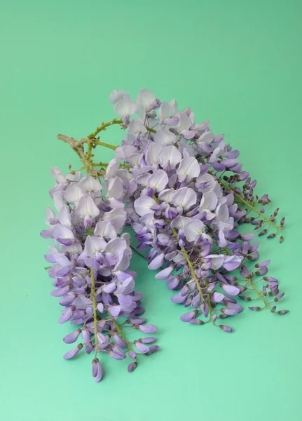 Wisteria on a green background — Stock Photo, Image