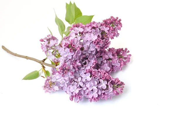 A Lilac blossoms — Stock Photo, Image