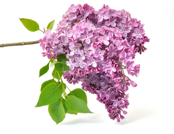 An Lilac purple blossoms — Stock Photo, Image