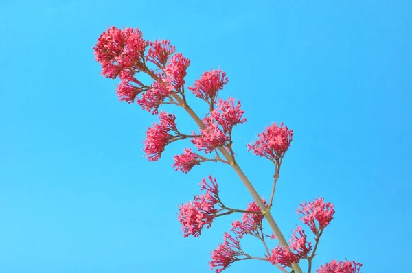 Een valerian op een blauwe achtergrond — Stockfoto