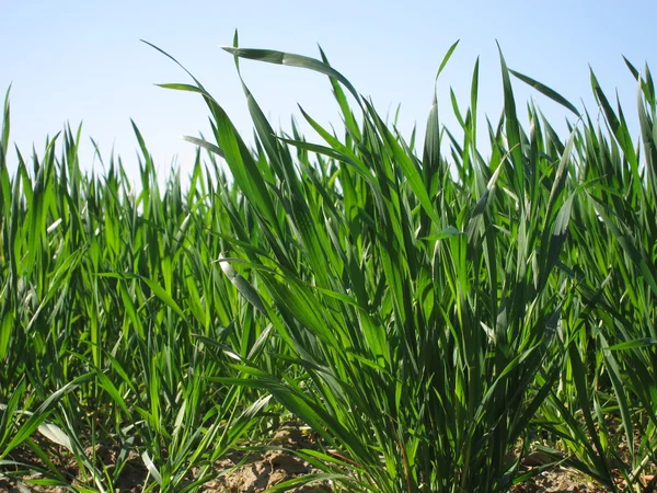 A Wheat field — Stock Photo, Image