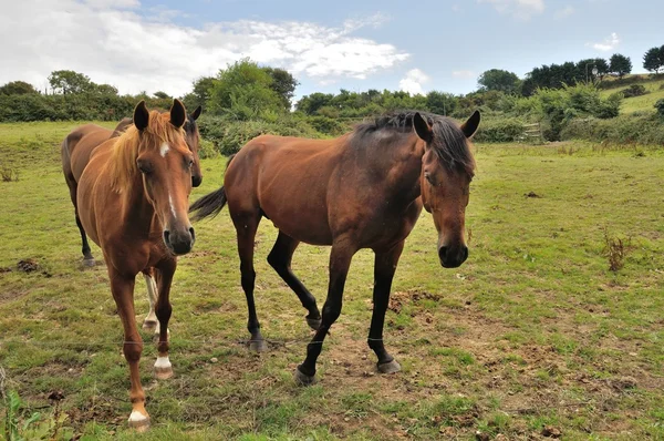 Троє коней в лузі Бретані — стокове фото