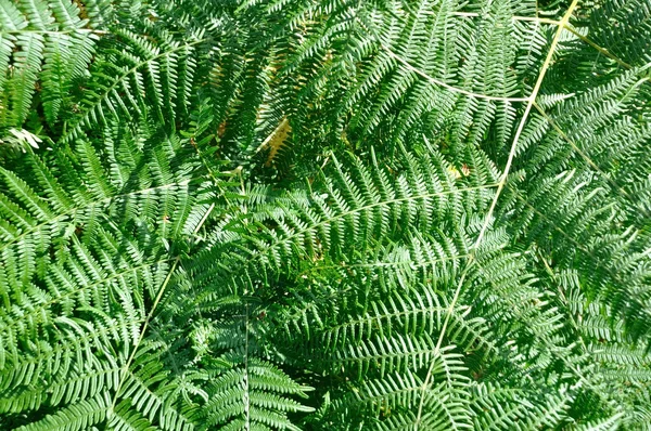 Green ferns  background in Brittany — Stock Photo, Image