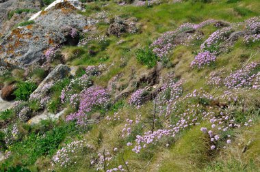 bir kumul üzerinde büyüyen Armiria maritima pembe deniz