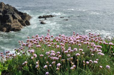 bir kumul üzerinde büyüyen Armiria maritima pembe deniz