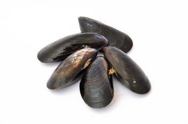 Beyaz arka plan üzerinde midye