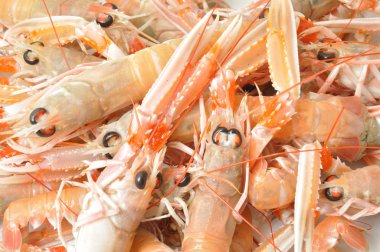 Scampis beyaz bir arka plan üzerinde