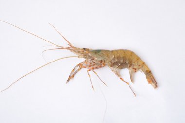 Beyaz bir arka plan üzerinde ortak karides