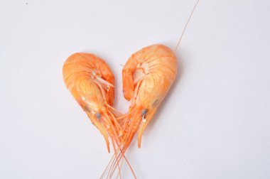 Yeşil bir kağıt üzerinde ortak karides