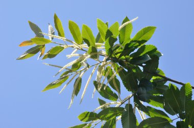 Bahar, kestane ağacı