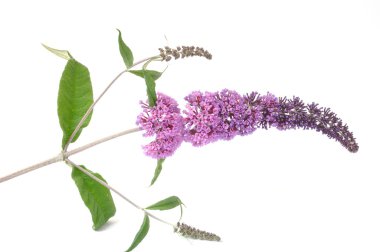 Beyaz pembe buddleia