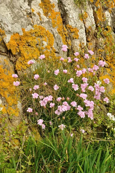 Armeria maritima rosa Meer wächst auf einer Düne — Stockfoto