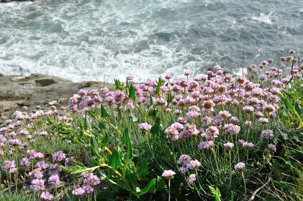 Armeria maritima mar rosa creciendo en una duna — Foto de Stock