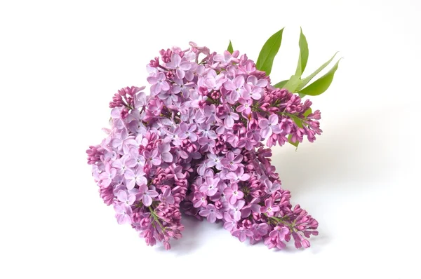 Lilac blossoms on a white background — Stock Photo, Image