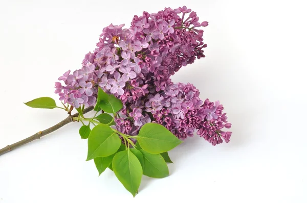 Lilac blossoms on a white background — Stock Photo, Image