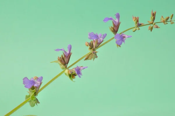 Sage on a green background — Stock Photo, Image