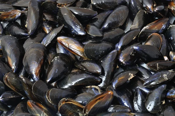 Latar belakang mussel di pasar Brittany — Stok Foto