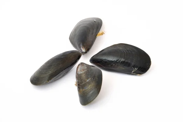 Mossel op witte achtergrond — Stockfoto