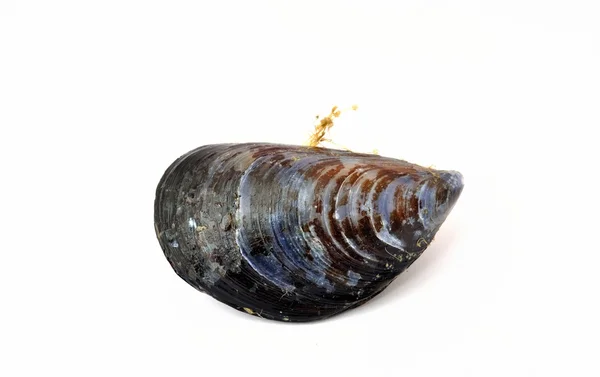 Cozze su sfondo bianco — Foto Stock