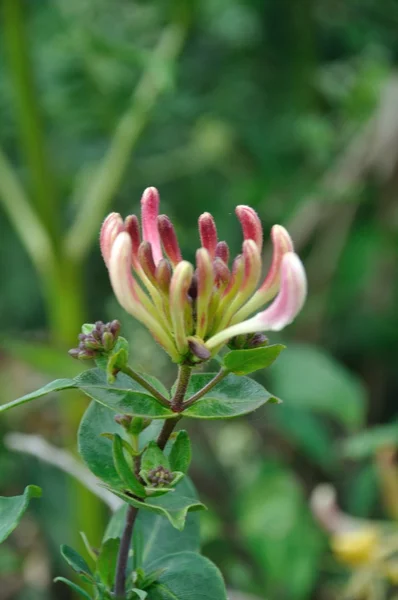 Fiori di caprifoglio — Foto Stock