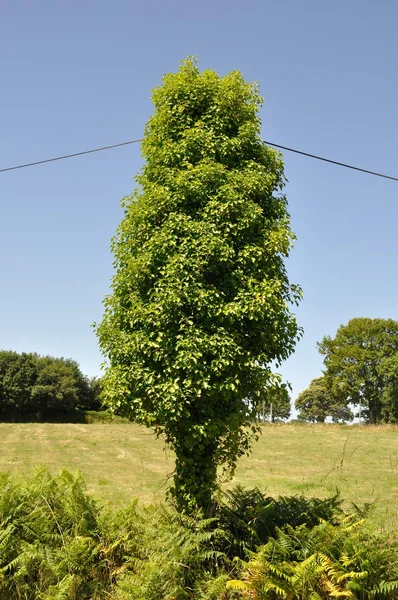 Pole covered with ivy leaves — Stock Photo, Image