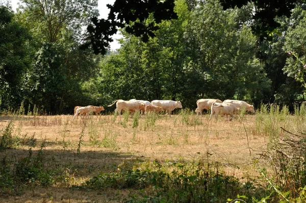 Vacas nos prados — Fotografia de Stock