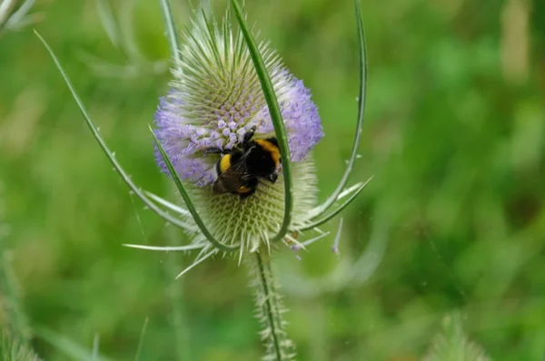 Wilde Teelichterblume mit Hummel — Stockfoto