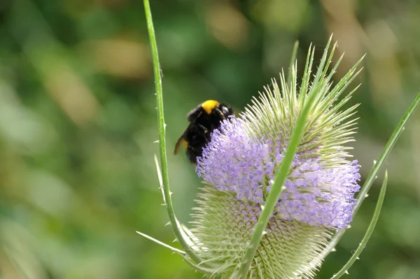 Wild teasel bloem met een hommel — Stockfoto