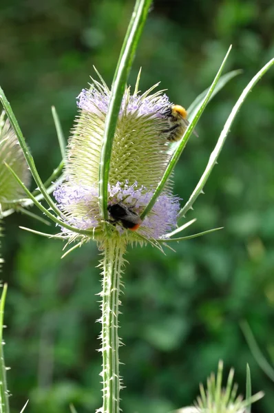 Wild teasel bloem met een hommel — Stockfoto