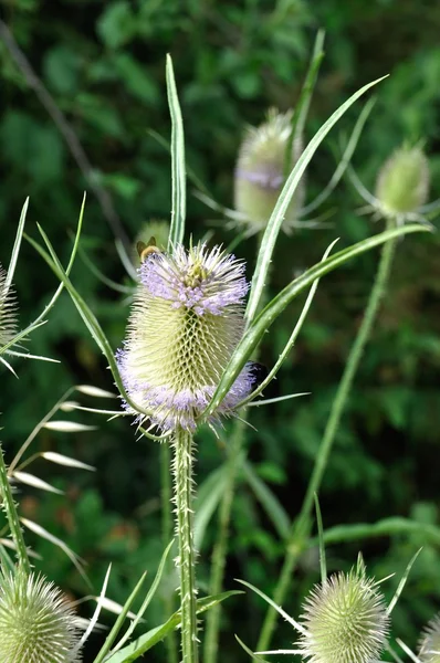 Wild teasel flower with a bumblebee — Stock Photo, Image