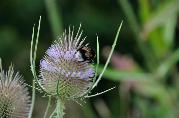 Wilde Teelichterblume mit Hummel — Stockfoto