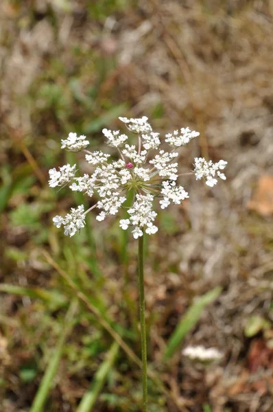 Vild morot blossom — Stockfoto