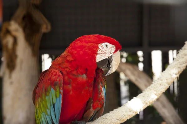 赤コンゴウインコの肖像画 — ストック写真