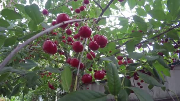 Спелая вишня. Красивые спелые вишни готовы к сбору — стоковое видео
