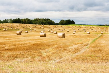 Güzel kırsal manzara. Alan yuvarlak saman balya