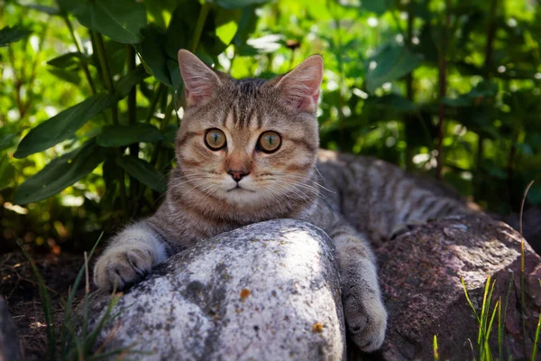 En brittisk katt på en sten i gräset. — Stockfoto