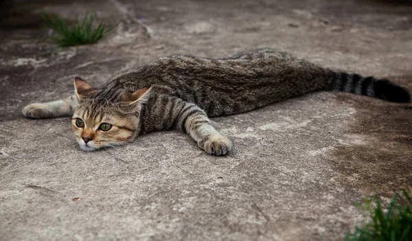 En brittisk katt ligger platt på betonggolvet.. — Stockfoto