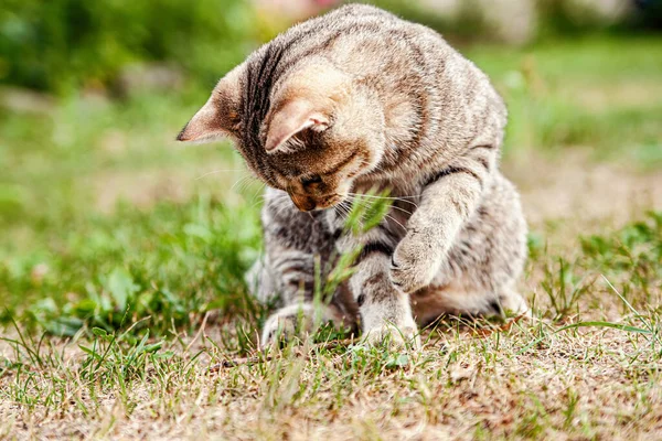 En brittisk katt spel i naturen. — Stockfoto