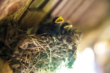 Yuvadaki civcivleri yut ve gagaları açık yemek iste..