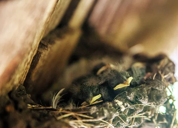 Ingoiare pulcini in un nido sotto il tetto di una vecchia casa di legno. — Foto Stock