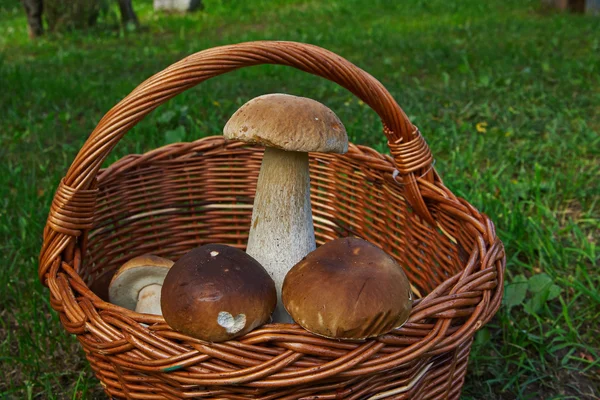 Cogumelos em uma cesta — Fotografia de Stock