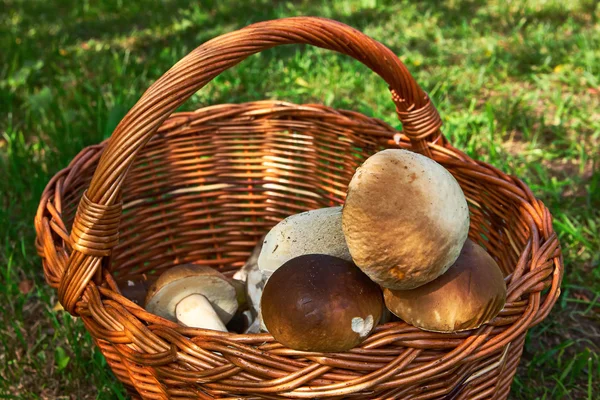 Mushrooms in a basket — Stock Photo, Image