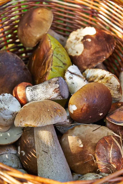 Basket with edible mushrooms — Stock Photo, Image