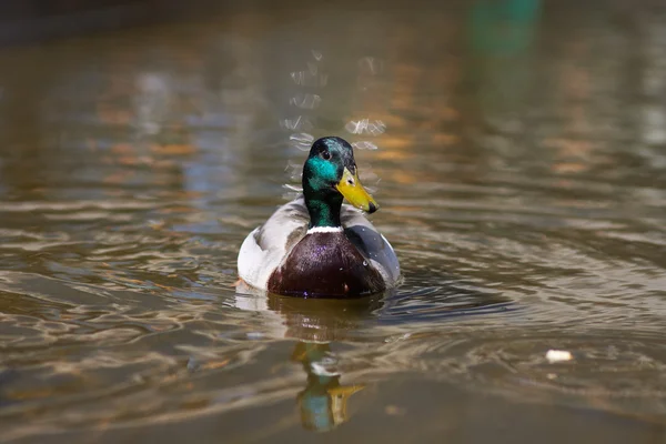 Portrait de canard sur l'eau — Photo