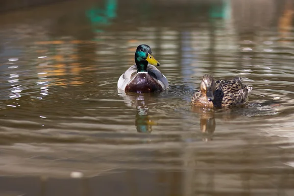 Enten auf dem Wasser — Stockfoto