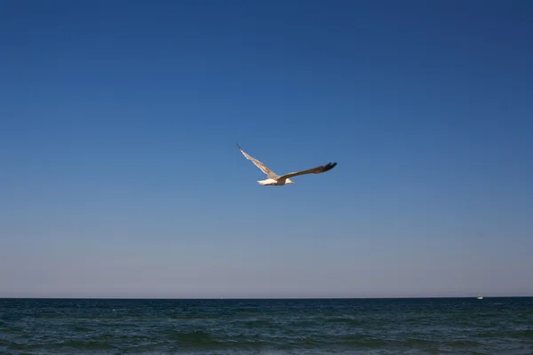 Flying seagull over sea — Stock Photo, Image